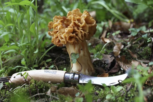 Miniatyrbillede 2 af 3: Opinel 3123840012525 lommekniv Træ
