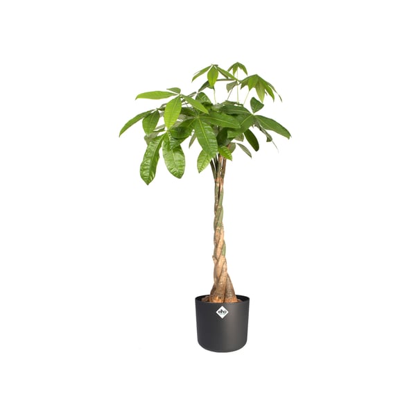 elho b.for soft round 25cm Indendørs Potteplante Fritstående Polypropylen (PP) Anthracit