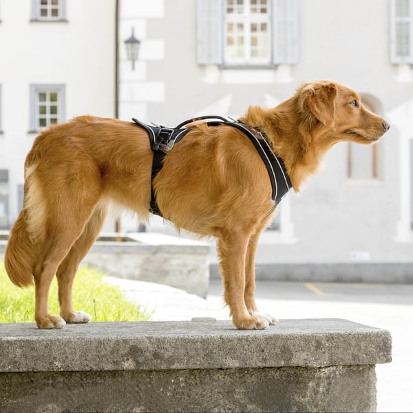 Curli Magnetic Belka Comfort Harness S Svart Hund Västsele