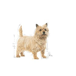 Miniatyrbild 2 av 2: Royal Canin Mini Light Weight Care 3 kg Vuxen Grönsaker