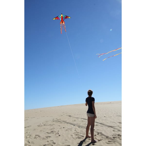 HQ Kites & Designs USA Tropical Bird Drage med en line