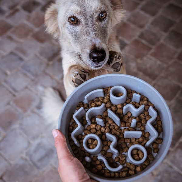 District 70 SC6858 skål till hund och katt Matskål för husdjur