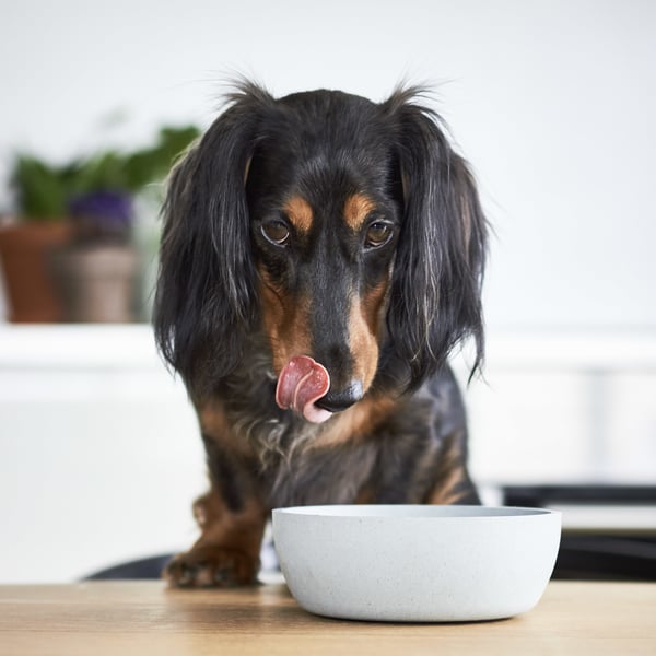 District 70 5347 hunde- og katteskål Hund Foderskål