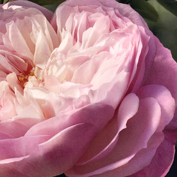 Chloé Rose Naturelle Eau de Parfum 150 ml Kvinder