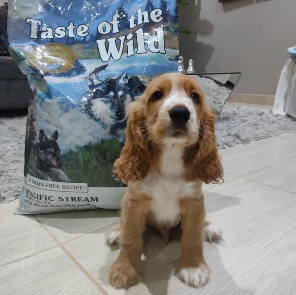 Taste of the Wild Pacific Stream 2 kg Koiranpentu Herne, Lohi, Bataatti