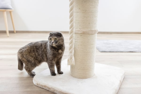 Kerbl 84448 katte kradsebræt Kradsetårn til kat