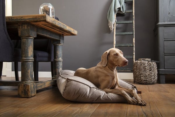 Designed by Lotte 704850 hunde- og katteseng Pude kæledyrseng