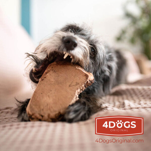 4DOGS KORZEN_M