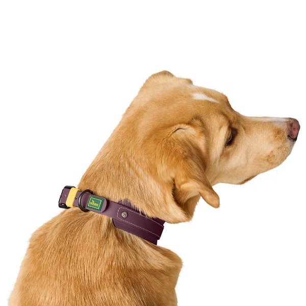 Hunter Havanna Brombær Stof, Plast M Hund Standardkrave