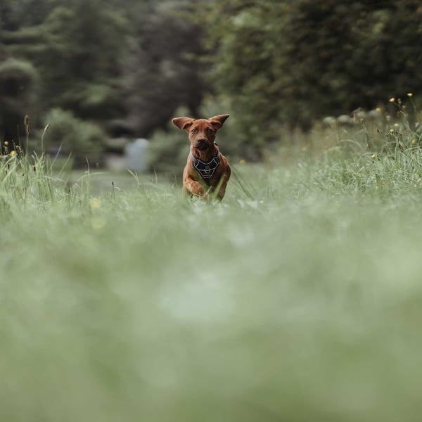 Hunter 67612 hunde- og kattesele M Blå, Grå Nylon, Polyester Hund Træksele