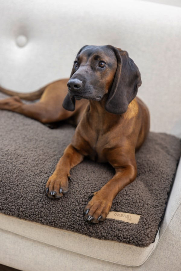 Kerbl 85783 hunde- og katteseng