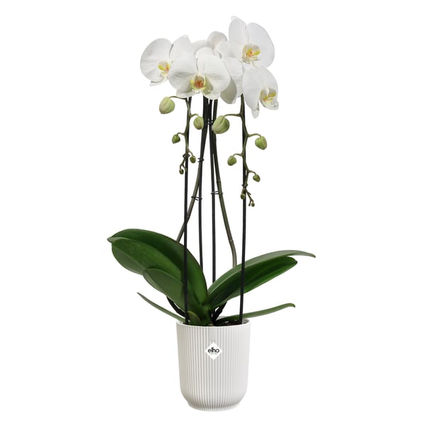 elho 8711904527631 blomkruka Vit Plast
