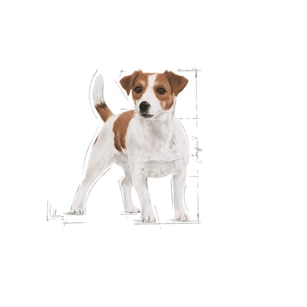 Miniatyrbillede 2 af 3: Royal Canin 3182550793124 tørfoder til hund 800 g Voksen Majs, Fjerkræ