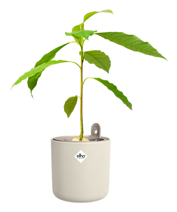 Miniatyrbild 9 av 9: elho Amazing Avocado Vit Plast 1 styck