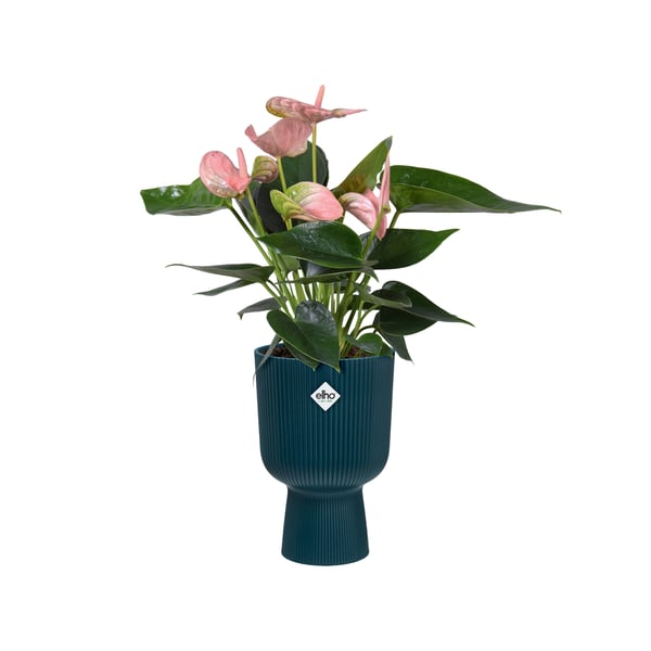 Miniatyrbild 12 av 12: elho 8711904494872 blomkruka Blå Plast