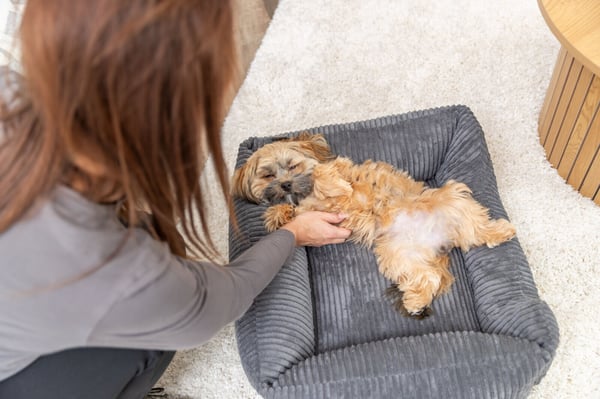TRIXIE 372771 hunde- og katteseng Bolster kæledyrseng