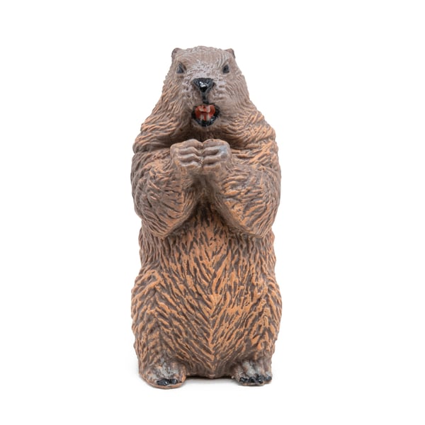Miniatyrbild 4 av 5: Bäver