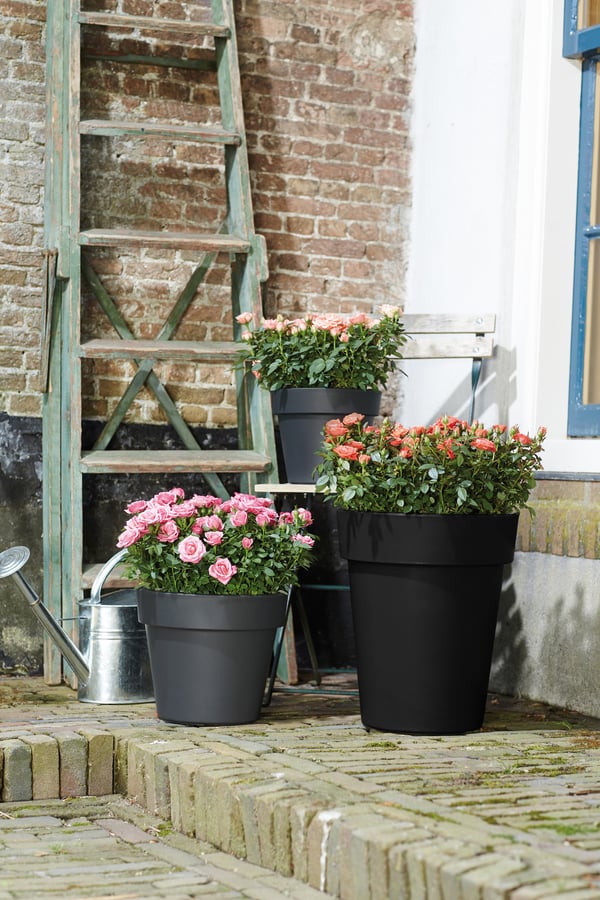 Miniatyrbillede 4 af 4: elho Green Basics Top Planter Hight Udendørs Potteplante Fritstående Polypropylen (PP) Sort