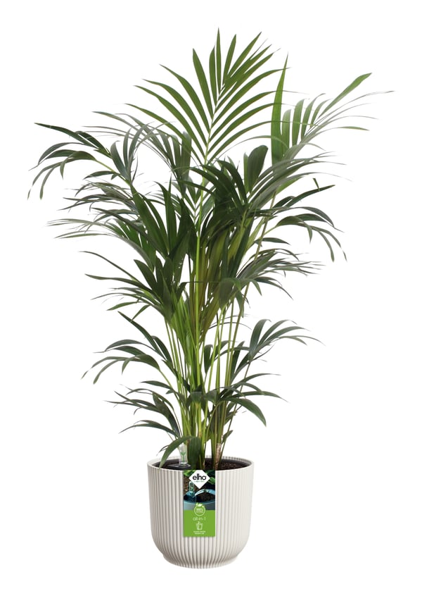 elho 2842202545241 urtepotte Sort, Hvid Plast 1 stk