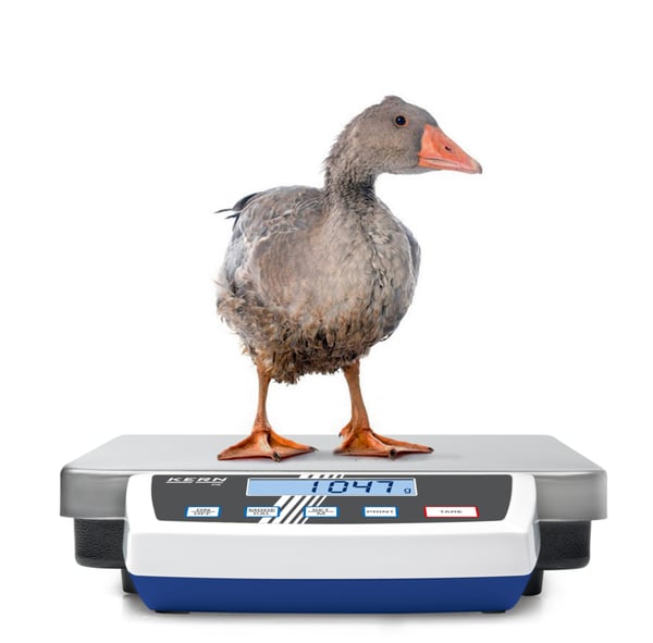 KERN & SOHN Plattformwaage LCD 60 kg Rustfrit stål