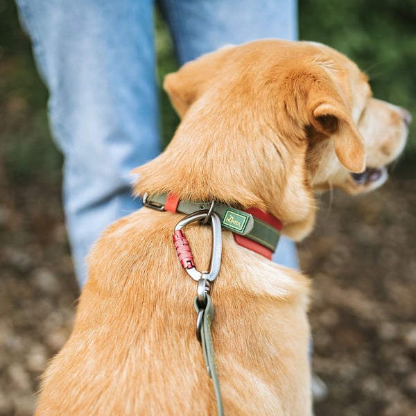 Hunter Havanna Grøn, Orange Stof, Plast M Hund Standardkrave