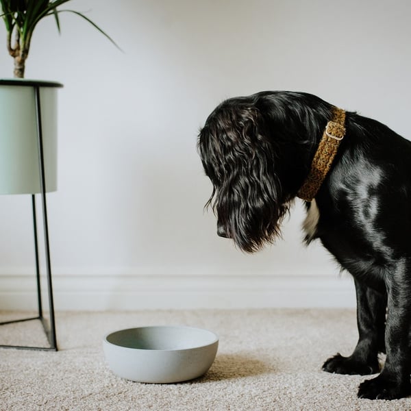 District 70 5349 hunde- og katteskål Hund Foderskål