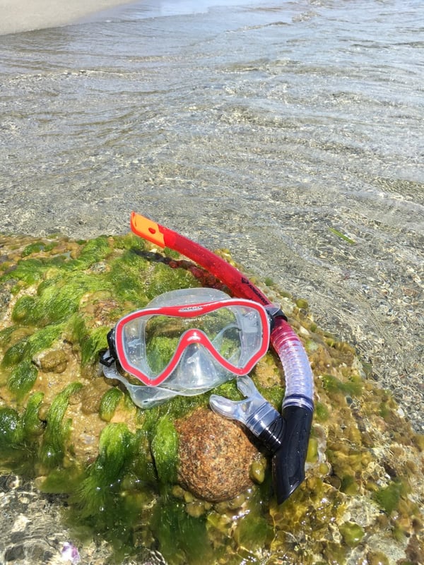 Schildkröt Funsports 940012 dykkemaske Sort, Rød, Transparent Voksen