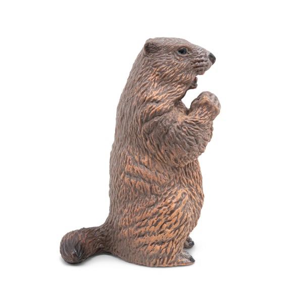 Miniatyrbild 1 av 5: Bäver