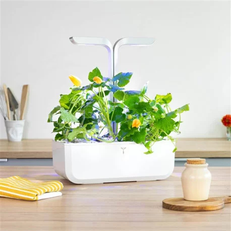 Véritable 3760262511177 vækst sæt & genopfyldning Zucchini-blomst