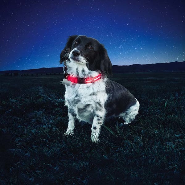 Nite Ize NND2S-10-R3 halsband för hund och katt Röd Nylon Liten