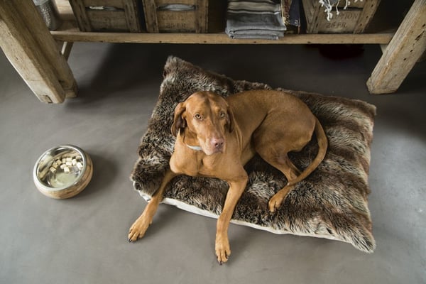 Miniatyrbild 4 av 4: Designed by Lotte 653870 skål till hund och katt Matskål för husdjur