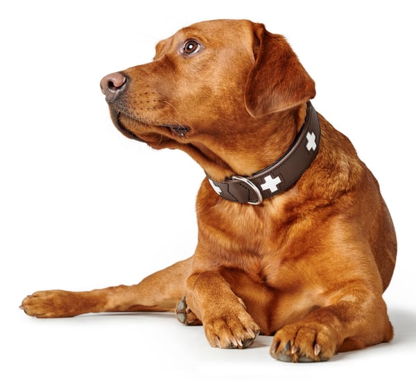Hunter 42831 halsband för hund och katt Svart, Brun Läder M-L Vanligt halsband