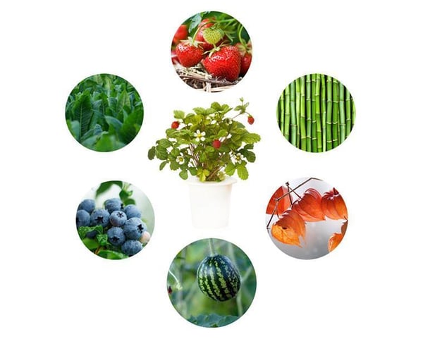 Click & Grow Experimental 3 stk Genopfyldning