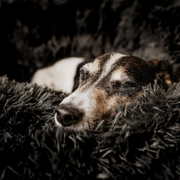 Miniatyrbillede 7 af 8: District 70 5341 hunde- og katteseng Donut kæledyrsseng
