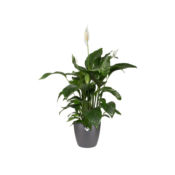 elho brussels round 20cm Indendørs Potteplante Fritstående Polypropylen (PP) Anthracit