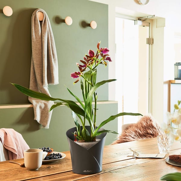 LECHUZA ORCHIDEA inomhus Planteringskruka Fristående Grå