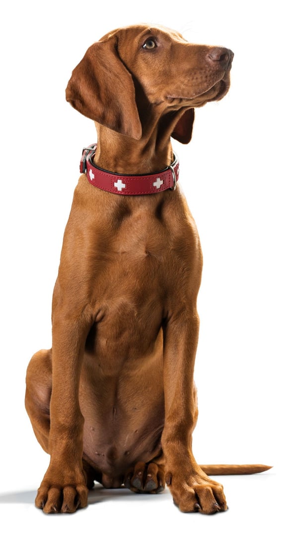 Hunter 42049 hunde- og kattehalsbånd Sort, Rød Læder S-M Hund Standardkrave