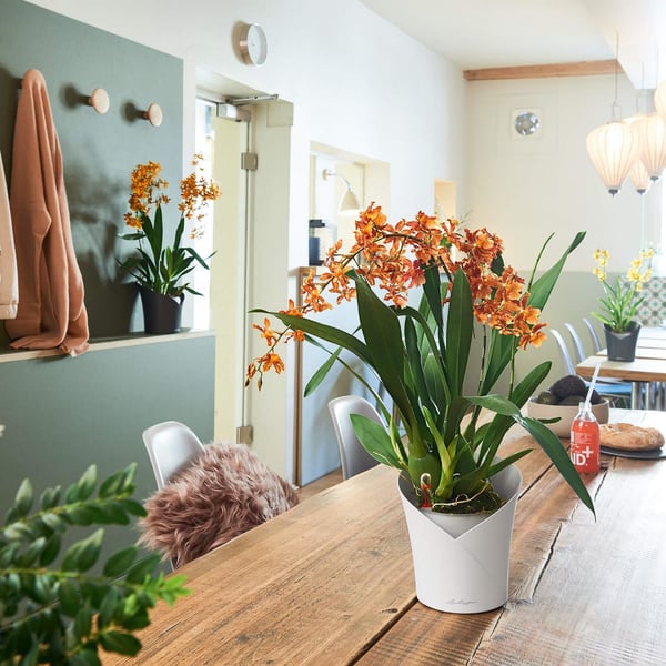 LECHUZA ORCHIDEA Indendørs Potteplante Fritstående Hvid