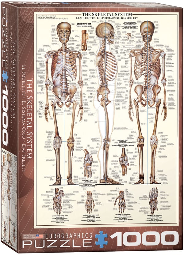 Eurographics The Skeletal System Kuviopalapeli 1000 kpl Ihmiset Eurographics The Skeletal System Kuviopalapeli 1000 kpl Ihmiset
