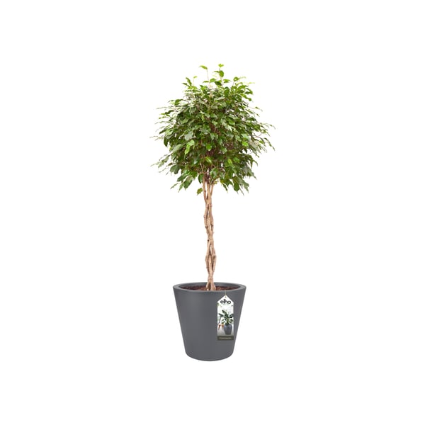 elho pure straight round 50 Indendørs/udendørs Potteplante Fritstående Lineær lav-densitet polyætylen (LLDPE) Anthracit