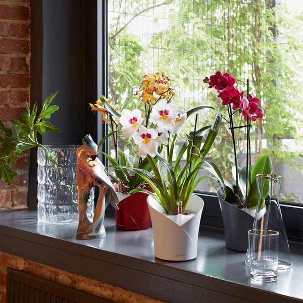 LECHUZA ORCHIDEA Indendørs Potteplante Fritstående Hvid