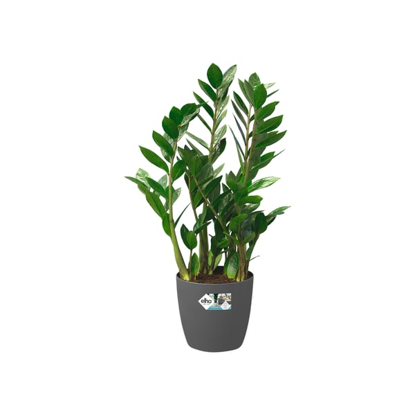 elho 8711904082260 urtepotte Sort Plast