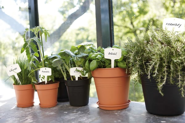 elho 8711904107024 tilbehør til plantekasse Sauceskål
