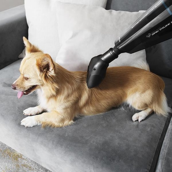 Cecotec Conga Immortal Extreme Suction 22,2 Animal Hand rikkaimuri Musta Pussiton