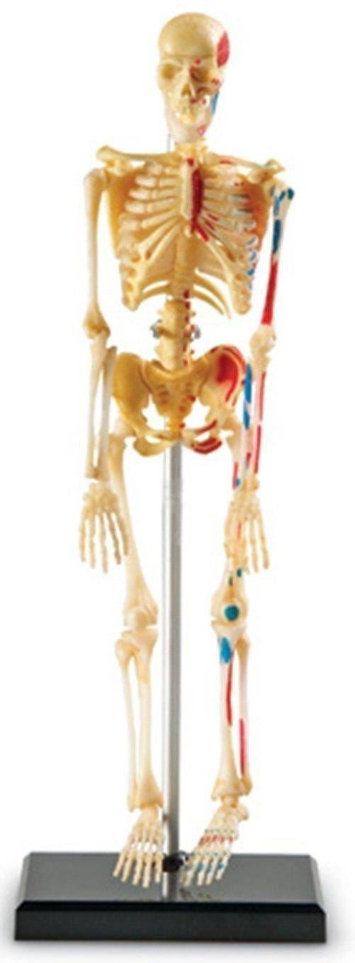 Miniatyrbillede 1 af 6: Learning Resources Anatomy Model - Skeleton Skelet
