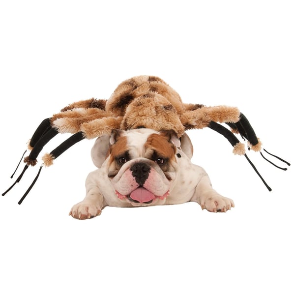 Bristol Novelty Spider hund kostume