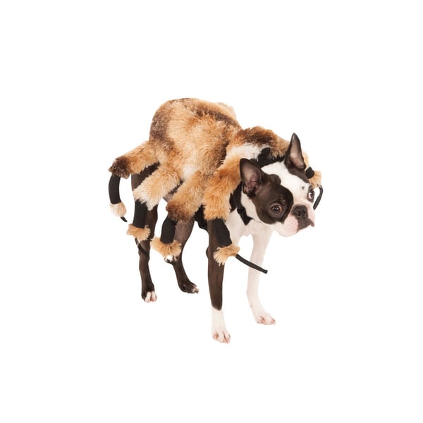 Bristol Novelty Spider Dog Costume