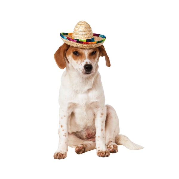 Bristol Novelty Sombrero hund kostume Bristol Novelty Sombrero hund kostume