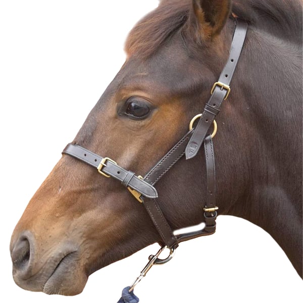Hy Leather Foal Head Collar