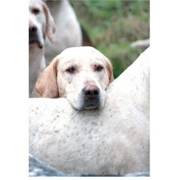 Kevin Milner Time to Go Countryside Greetings Card